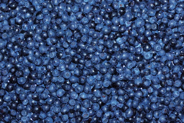 Ripe blueberries. — Stock Photo, Image