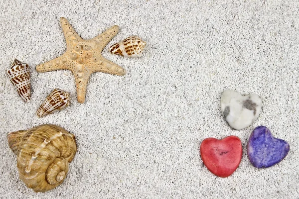 Морская звезда и раковины — стоковое фото