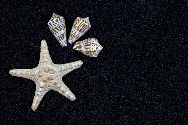A fekete homokos tengeri csillag — Stock Fotó