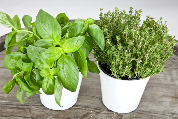 Basil and thyme — Stock Photo, Image