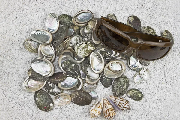 Seashells Stock Picture