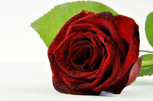 红玫瑰、 水、 滴眼液, — 图库照片