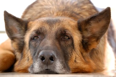 Old tired German Shepherd clipart