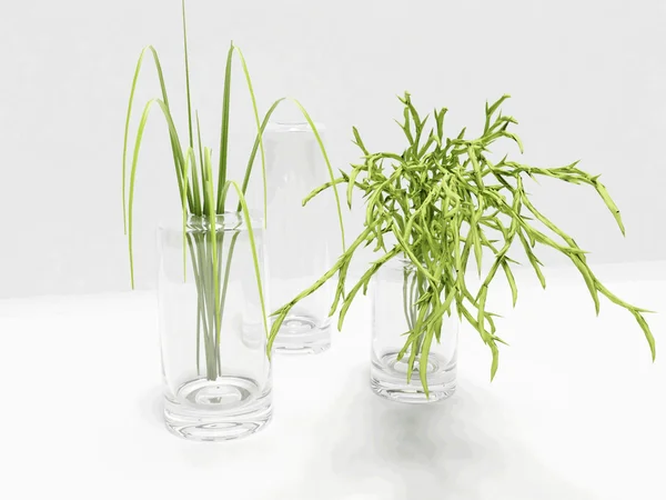 Cam vazo içinde güzel yeşil bitki — Stok fotoğraf