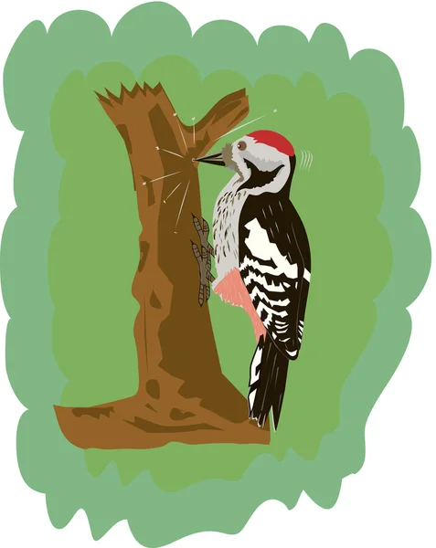 啄木鸟 — 图库矢量图片