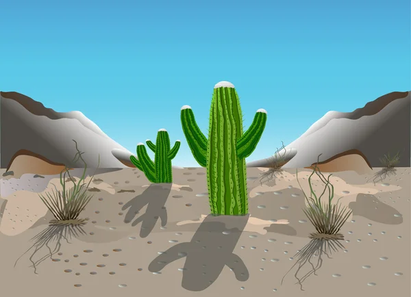 Mexican cactus — Stock Vector