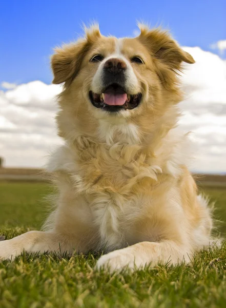 Golden retriever laying down Stock Picture