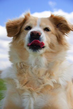 Golden retriever with tongue sticking out clipart