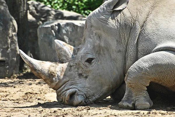 Rhinocerous Resting — Stock Photo, Image