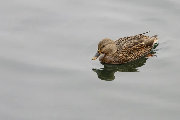 stock image Lonely Duck