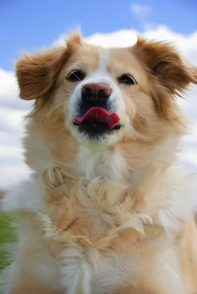 Golden retriever with tongue sticking out Stock Photo