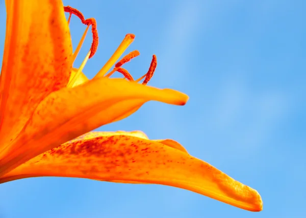 Lírio laranja Fotografias De Stock Royalty-Free