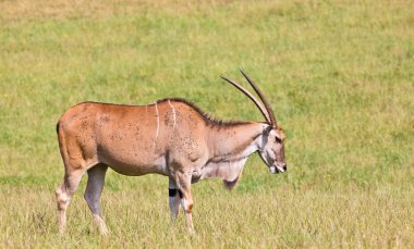 Eland - Taurotragus