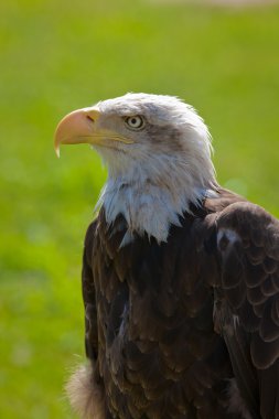 American bald eagle clipart