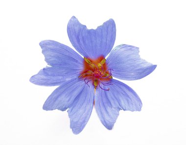 Blue flower clipart
