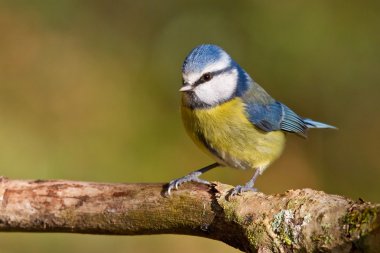 Mavi baştankara, parus caeruleus