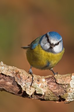 Mavi baştankara, parus caeruleus