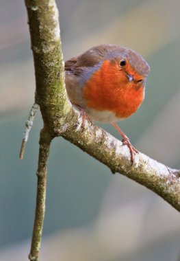 European robin clipart