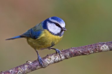 Blue tit, Parus caeruleus clipart