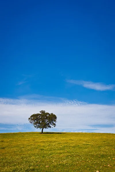 Osamělý strom na modré obloze — Stock fotografie