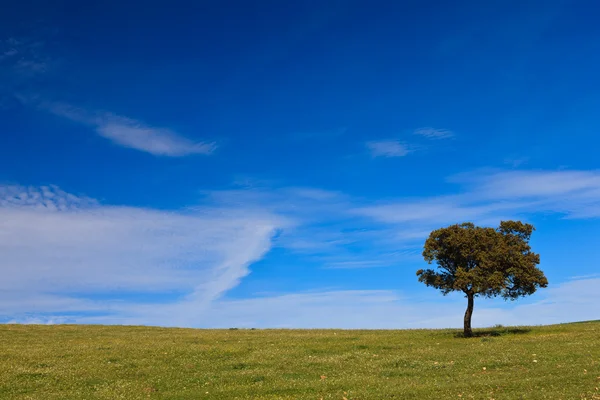 Ensamma träd på blå himmel — Stockfoto