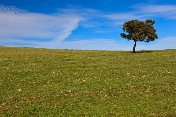 Самотнє дерево на блакитному небі — стокове фото