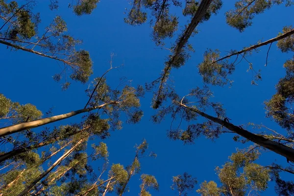 Дерева на блакитному небі — стокове фото