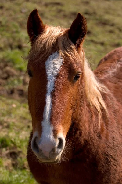 stock image Horse