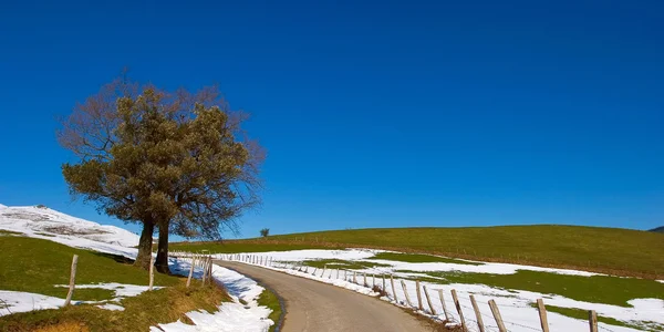 Одинокое дерево на снежном поле — стоковое фото