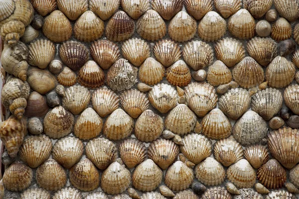 Background shells — Stock Photo, Image