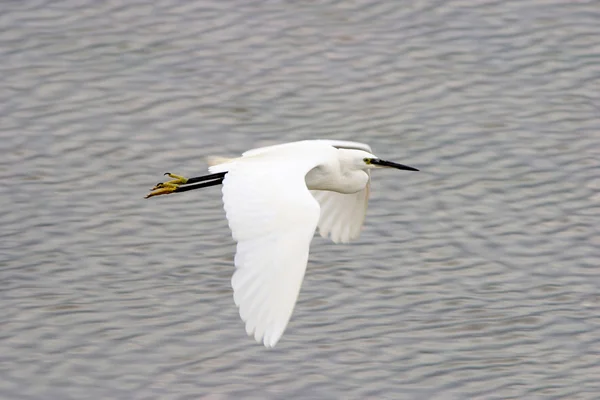 stock image A great heron flies