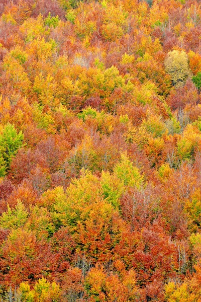 Fall colors in autumn season — Stock Photo, Image