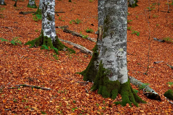 Colores de otoño en temporada de otoño — Foto de Stock