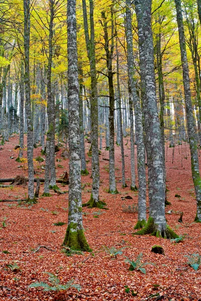 Fall colors in autumn season — Stock Photo, Image
