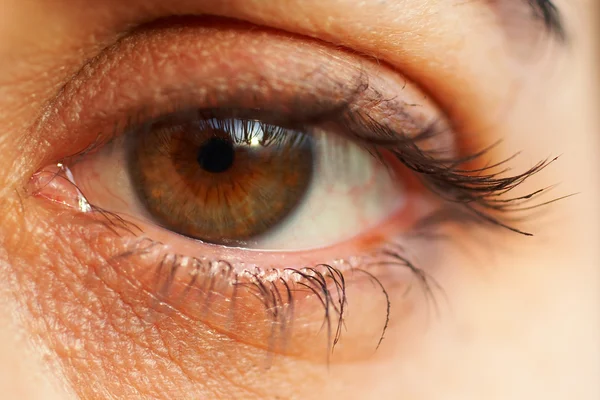 Gözün keskin ve ayrıntılı makro — Stok fotoğraf
