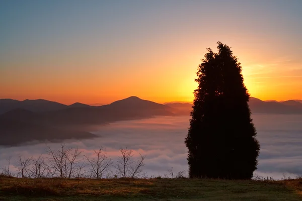 Trädet ovanför dimman — Stockfoto
