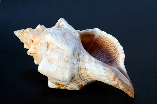 Seashell, isolated on black background — Stock Photo, Image