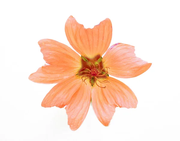 Flor naranja — Foto de Stock