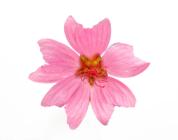 Rosa Blume — Stockfoto