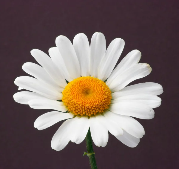 Daisy on brown background — Stock Photo, Image