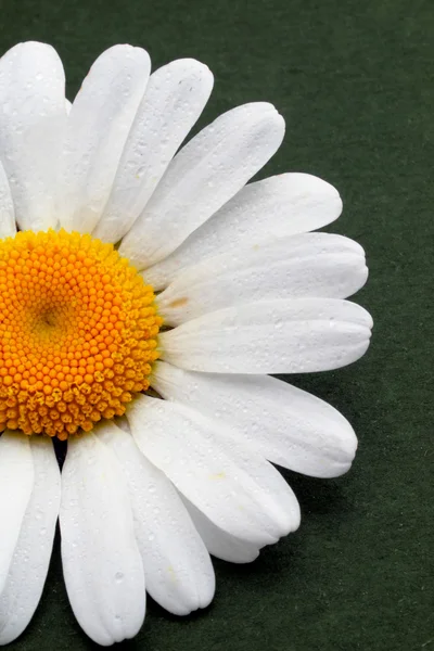 Gedeeltelijke weergave van een daisy — Stockfoto