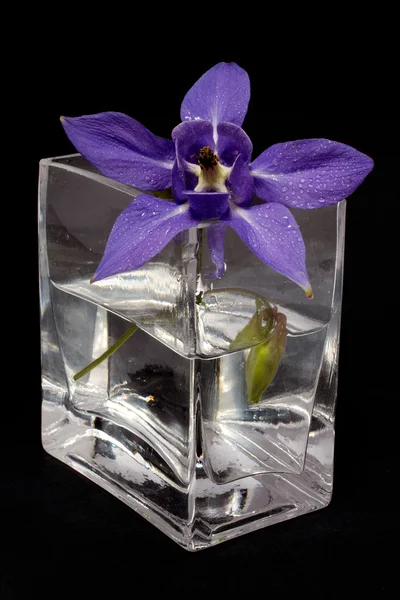 花瓶の青い花 — ストック写真