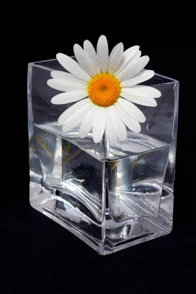 在花瓶中的雏菊 — 图库照片