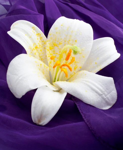 Zdjęcia biały kwiat makro — Zdjęcie stockowe