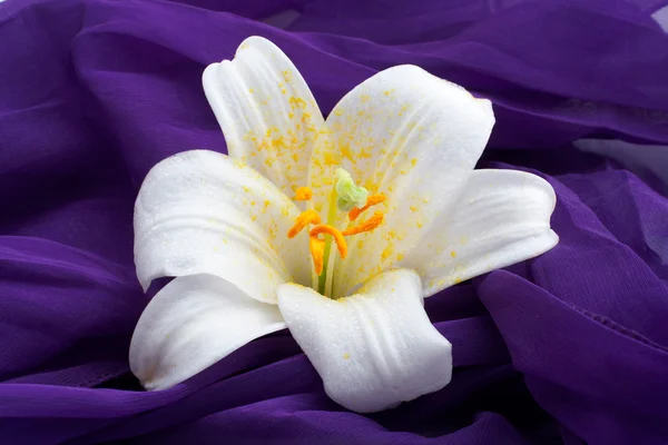 Macro shot fleur blanche — Photo