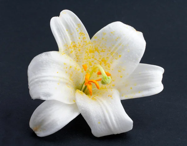 Makro beyaz çiçek vurdu — Stok fotoğraf