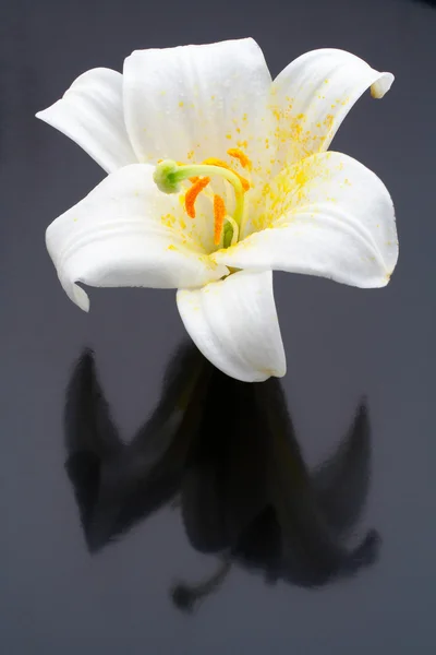 Makro ile yansıtan beyaz çiçek vurdu — Stok fotoğraf