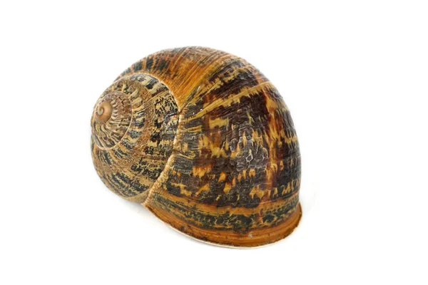 Snail shell — Stock Photo, Image