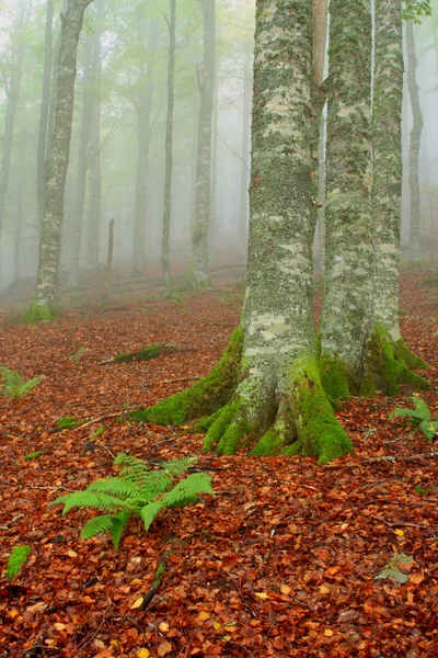 Träd i dimmigt hösten — Stockfoto