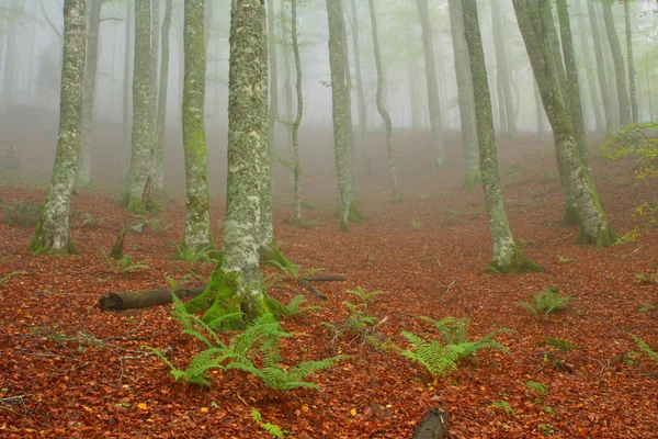 霧の秋の色 — ストック写真